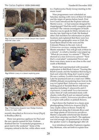 recently described as Borzicactus hoxeyi [Fig.4]
in Bradleya [Ref.1].
There was generous applause for Paul and
the new species named for him. Graham
thanked him for “A masterful programme, a
great start to the weekend.” Some of the
company retired to the bar, while others went
to a Tephrocactus Study Group meeting in the
music room!
Nine programmes were scheduled on
Saturday starting with views of three US states
and the origin of species before lunch. First
Ivor Crook introduced the Explorer stalwart
Martin Lowry – or had someone designed his
doppelganger? Had the earth’s magnetic poles
reversed? The veteran investigator of South
America was to speak for thirty minutes on a
ten-day late April trip to Utah. He thanked
other club members for information on plant
locations and explained that there were two
principal bio-geographic areas in Utah: the
Great Basin Desert to the west and the
Colorado Plateau to the east. Lots of
Echinocereus coccineus, coming into flower;
Martin remarked “You will get sick of these in
a minute”, to which a familiar voice piped up
“What do you mean ‘in a minute’?” Then he
showed us a nice Sclerocactus spinosior “Now
that’s a real plant” commented Trevor and
there were many more to see close to the road
south of Richfield.
Martin had experimented with mounted
exploration in Red Rock Canyon “Touring like
Butch Cassidy and the Sundance Kid trying to
find cacti when the thing don’t want to stop.”
He saw a solitary Escobaria from horseback.
Later he journeyed east on a road over 1500m
(5000ft) altitude encountering hoar frost on the
way to Capitol Reef. Pediocactus simpsonii was
looking good at Teesdale Bench with many
opuntias including O. phaeacantha and O.
engelmannii. A neat small Yucca harrimaniae
some 10cm (4”) tall contrasted nicely with
chunky rocks [Fig.5] and we enjoyed seeing
Pediocactus winkleri, Sclerocactus parviflorus and
S. wrightii with yellow or pinkish flowers.
Fig.6 shows the Explorer in a classic pose
photographing Pediocactus despainii [Fig.7],
very cryptic unless in flower. Finally he
travelled east along the Colorado River and
saw large plants of Sclerocactus parviflorus.
Martin’s enjoyable whirlwind tale finished
early (how amazing was that?). The applause
was real enough, not paranormal, so maybe
the speaker wasn’t a doppelganger after all.
Ivor introduced another Explorers regular,
Roy Mottram, who set forth to explain how
28
The Cactus Explorer ISSN 2048-0482 Number10 December 2013
Fig. 5 Yucca harrimaniae Cohab Canyon trail, Capitol
Reef NP, Utah, USA.
Fig. 7 Pediocactus despainii near Wedge Overlook,
Emory Co, Utah, USA
Fig. 6 Martin Lowry in a classic exploring pose.
Photo:M.LowryPhoto:M.LowryPhoto:ClaraTan
 