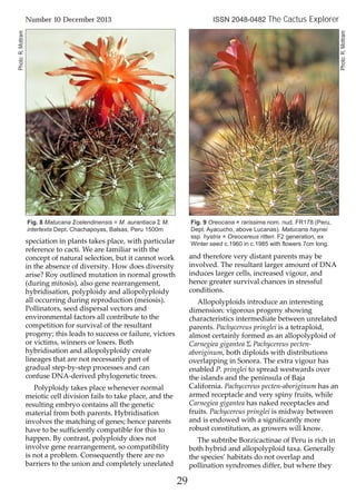 speciation in plants takes place, with particular
reference to cacti. We are familiar with the
concept of natural selection, but it cannot work
in the absence of diversity. How does diversity
arise? Roy outlined mutation in normal growth
(during mitosis), also gene rearrangement,
hybridisation, polyploidy and allopolyploidy
all occurring during reproduction (meiosis).
Pollinators, seed dispersal vectors and
environmental factors all contribute to the
competition for survival of the resultant
progeny; this leads to success or failure, victors
or victims, winners or losers. Both
hybridisation and allopolyploidy create
lineages that are not necessarily part of
gradual step-by-step processes and can
confuse DNA-derived phylogenetic trees.
Polyploidy takes place whenever normal
meiotic cell division fails to take place, and the
resulting embryo contains all the genetic
material from both parents. Hybridisation
involves the matching of genes; hence parents
have to be sufficiently compatible for this to
happen. By contrast, polyploidy does not
involve gene rearrangement, so compatibility
is not a problem. Consequently there are no
barriers to the union and completely unrelated
and therefore very distant parents may be
involved. The resultant larger amount of DNA
induces larger cells, increased vigour, and
hence greater survival chances in stressful
conditions.
Allopolyploids introduce an interesting
dimension: vigorous progeny showing
characteristics intermediate between unrelated
parents. Pachycereus pringlei is a tetraploid,
almost certainly formed as an allopolyploid of
Carnegiea gigantea Σ Pachycereus pecten-
aboriginum, both diploids with distributions
overlapping in Sonora. The extra vigour has
enabled P. pringlei to spread westwards over
the islands and the peninsula of Baja
California. Pachycereus pecten-aboriginum has an
armed receptacle and very spiny fruits, while
Carnegiea gigantea has naked receptacles and
fruits. Pachycereus pringlei is midway between
and is endowed with a significantly more
robust constitution, as growers will know.
The subtribe Borzicactinae of Peru is rich in
both hybrid and allopolyploid taxa. Generally
the species’ habitats do not overlap and
pollination syndromes differ, but where they
29
Number 10 December 2013 ISSN 2048-0482 The Cactus Explorer
Fig. 8 Matucana Σcelendinensis = M. aurantiaca Σ M.
intertexta Dept. Chachapoyas, Balsas, Peru 1500m
Fig. 9 Oreocana × rarissima nom. nud. FR178 (Peru,
Dept. Ayacucho, above Lucanas). Matucana haynei
ssp. hystrix × Oreocereus ritteri. F2 generation, ex
Winter seed c.1960 in c.1985 with flowers 7cm long.
Photo:R.Mottram
Photo:R.Mottram
 