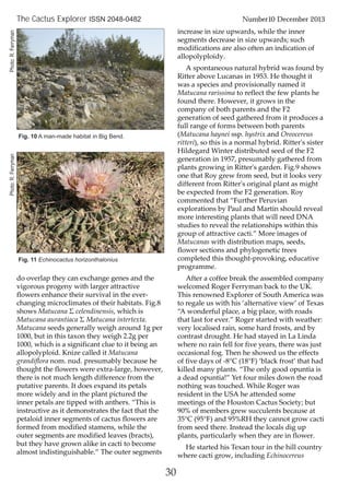 do overlap they can exchange genes and the
vigorous progeny with larger attractive
flowers enhance their survival in the ever-
changing microclimates of their habitats. Fig.8
shows Matucana Σ celendinensis, which is
Matucana aurantiaca Σ Matucana intertexta.
Matucana seeds generally weigh around 1g per
1000, but in this taxon they weigh 2.2g per
1000, which is a significant clue to it being an
allopolyploid. Knize called it Matucana
grandiflora nom. nud. presumably because he
thought the flowers were extra-large, however,
there is not much length difference from the
putative parents. It does expand its petals
more widely and in the plant pictured the
inner petals are tipped with anthers. “This is
instructive as it demonstrates the fact that the
petaloid inner segments of cactus flowers are
formed from modified stamens, while the
outer segments are modified leaves (bracts),
but they have grown alike in cacti to become
almost indistinguishable.” The outer segments
increase in size upwards, while the inner
segments decrease in size upwards; such
modifications are also often an indication of
allopolyploidy.
A spontaneous natural hybrid was found by
Ritter above Lucanas in 1953. He thought it
was a species and provisionally named it
Matucana rarissima to reflect the few plants he
found there. However, it grows in the
company of both parents and the F2
generation of seed gathered from it produces a
full range of forms between both parents
(Matucana haynei ssp. hystrix and Oreocereus
ritteri), so this is a normal hybrid. Ritter's sister
Hildegard Winter distributed seed of the F2
generation in 1957, presumably gathered from
plants growing in Ritter's garden. Fig.9 shows
one that Roy grew from seed, but it looks very
different from Ritter's original plant as might
be expected from the F2 generation. Roy
commented that “Further Peruvian
explorations by Paul and Martin should reveal
more interesting plants that will need DNA
studies to reveal the relationships within this
group of attractive cacti.” More images of
Matucanas with distribution maps, seeds,
flower sections and phylogenetic trees
completed this thought-provoking, educative
programme.
After a coffee break the assembled company
welcomed Roger Ferryman back to the UK.
This renowned Explorer of South America was
to regale us with his ‘alternative view’ of Texas
“A wonderful place, a big place, with roads
that last for ever.” Roger started with weather:
very localised rain, some hard frosts, and by
contrast drought. He had stayed in La Linda
where no rain fell for five years, there was just
occasional fog. Then he showed us the effects
of five days of -8°C (18°F) ‘black frost’ that had
killed many plants. “The only good opuntia is
a dead opuntia!” Yet four miles down the road
nothing was touched. While Roger was
resident in the USA he attended some
meetings of the Houston Cactus Society; but
90% of members grew succulents because at
35°C (95°F) and 95%RH they cannot grow cacti
from seed there. Instead the locals dig up
plants, particularly when they are in flower.
He started his Texan tour in the hill country
where cacti grow, including Echinocereus
30
The Cactus Explorer ISSN 2048-0482 Number10 December 2013
Fig. 10 A man-made habitat in Big Bend.
Fig. 11 Echinocactus horizonthalonius
Photo:R.FerrymanPhoto:R.Ferryman
 