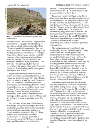 reichenbachii and “an Escobaria, Coryphantha or
Mammillaria – I struggle” (cue laughter). “I
haven’t got a book on Escobaria, John.” John
Pilbeam responded immediately: “And you
never will either.” However hill country is for
hunting animals, so you trespass at your peril.
Roger showed man-made habitats created by
clearance of rocks to make roads and clear
fields for farming [Fig.10]; here cacti are
numerous. He found many Ariocarpus: “The
first time I thought ‘great’, but they are
everywhere; the largest plant was 14” across.”
Ariocarpus flowering is sporadic, some years
were better than others.
Roger was stopped by the US customs
people on private land near Marathon; so he
visited the farmer (roughly fifty miles distant)
to get permission to look for cacti. The owner
said “Mr Ferryman, I have one-point-five
million acres, anywhere in particular?” “Then
he actually drove me around to a good place.”
We saw Echinocereus davisii, cryptic in grass
with tiny flowers, Escobaria, Coryphantha
minima and some hybrids on the limestone
outcrops and an Opuntia in flower. “It’s as well
it’s in flower because at least you know it’s
alive.”
He continued with a feast of Echinocereus
including E. viridiflorus looking neat with its
hard spines, and nice Echinomastus intertextus,
but he admitted a particular fondness of
Echinocactus horizonthalonius [Fig.11]. “They
were so nice, they became honorary
Pyrrhocactus.” He also got interested in
Echinomastus warnockii: “It flowers and sets
seeds quickly and seems to thrive in its
habitat.” “Has anyone grown Echinomastus
successfully in the UK? When I sneeze in my
greenhouse three of them die.”
Roger also visited Fort Davis in the Davis
Mountains State Park, a really nice place where
he was talking to the Rangers about cacti and
asked if they had any reference books. “They
had ‘Echinocereus’ and ‘Ariocarpus’, both books
by John Pilbeam: so I went all the way to Texas
to find books by John”. He brought his
entertaining programme to a close with: “An
Echinocereus growing out of solid rock with
two digits showing to the world” [Fig.12]; the
last images were close-ups of a rattlesnake.
“When it started to shake so did I!”
Predictably, the audience was most generous
with applause.
The last programme before lunch was
delivered by another Explorer regular, Zlatko
Janeba from the Czech Republic, who
completed our trio of US state tours with
views of the Californian Flora. His ‘tour de
force’ of more than four hundred images
started close to cities and coastal forest regions
featuring the familiar Opuntia basilaris and
Echinocereus engelmannii with Agaves and
Yuccas. He visited Myron Kimnach to see his
collection growing in a very equable climate.
Views of the Fullerton Arboretum included
nice cycads and aloes, followed by the LA
County Arboretum & Botanic Garden and the
famous Huntington Botanical Garden.
Anzo-Borrega Desert State Park featured
fine landscapes with Fouquieria, Pachycormus
and Zlatko resting beside a large Ferocactus
cylindraceus [Fig.13] along the Elephant Trees
trail. ‘Elephant Tree’ refers to Pachycormus
discolor (family Anacardiaceae). Then we saw
Torrey Pines State Park Reserve and Pinus
torreyana (the rarest US pine and classed as
vulnerable), Calchortus weedyi, Dudleya
lanceolata, D. edulis, Ferocactus viridescens and
large Agave shawii clumps. This was followed
by the Cabrillo National Monument with more
fine agaves, ferocacti and dudleyas. By contrast
Anacapa Island has been overrun by
Carpobrotus edulis originally introduced to
stabilise the thin soil there, but has now
invaded and threatens the native dudleyas and
opuntias. There is a project to eradicate it by
2016.
31
Number 10 December 2013 ISSN 2048-0482 The Cactus Explorer
Fig. 12 Echinocereus dasyacanthus growing on a
rocky outcrop.
Photo:R.Ferryman
 