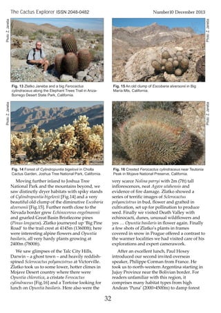 32
The Cactus Explorer ISSN 2048-0482 Number10 December 2013
Moving further inland to Joshua Tree
National Park and the mountains beyond, we
saw distinctly dryer habitats with spiky stands
of Cylindropuntia bigelovii [Fig.14] and a very
beautiful old clump of the diminutive Escobaria
alversonii [Fig.15]. Further north close to the
Nevada border grew Echinocereus engelmannii
and gnarled Great Basin Bristlecone pines
(Pinus longaeva). Zlatko journeyed up ‘Big Pine
Road’ to the trail crest at 4145m (13600ft); here
were interesting alpine flowers and Opuntia
basilaris, all very hardy plants growing at
2400m (7800ft).
We saw glimpses of the Talc City Hills,
Darwin – a ghost town – and heavily reddish-
spined Sclerocactus polyancistrus at Victorville.
Zlatko took us to some lower, hotter climes in
Mojave Desert country where there were
Opuntia chlorotica, a cristate Ferocactus
cylindraceus [Fig.16] and a Tortoise looking for
lunch on Opuntia basilaris. Here also were the
very scarce Nolina parryi with 2m (7ft) tall
inflorescences, neat Agave utahensis and
evidence of fire damage. Zlatko showed a
series of terrific images of Sclerocactus
polyancistrus in bud, flower and grafted in
cultivation, set up for pollination to produce
seed. Finally we visited Death Valley with
echinocacti, dunes, unusual wildflowers and
yes … Opuntia basilaris in flower again. Finally
a few shots of Zlatko’s plants in frames
covered in snow in Prague offered a contrast to
the warmer localities we had visited care of his
explorations and expert camerawork.
After an excellent lunch, Paul Hoxey
introduced our second invited overseas
speaker, Philippe Corman from France. He
took us to north-western Argentina starting in
Jujuy Province near the Bolivian border. For
readers unfamiliar with this region, it
comprises many habitat types from high
Andean ‘Puna’ (2000>4500m) to damp forest
Fig. 13 Zlatko Janeba and a big Ferocactus
cylindraceus along the Elephant Trees Trail in Anza-
Borrego Desert State Park, California.
Fig. 14 Forest of Cylindropuntia bigelovii in Cholla
Cactus Garden, Joshua Tree National Park, California.
Fig. 15 An old clump of Escobaria alversonii in Big
María Mts, California.
Fig. 16 Crested Ferocactus cylindraceus near Teutonia
Peak in Mojave National Preserve, California.
Photo:Z.Janeba
Photo:Z.Janeba
Photo:Z.Janeba
Photo:Z.Janeba
 