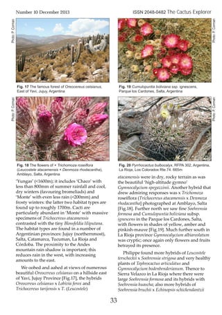 ‘Yungas’ (<1600m); it includes ‘Chaco’ with
less than 800mm of summer rainfall and cool,
dry winters (favouring bromeliads) and
‘Monte’ with even less rain (<200mm) and
frosty winters: the latter two habitat types are
found up to roughly 1700m. Cacti are
particularly abundant in ‘Monte’ with massive
specimens of Trichocereus atacamensis
contrasted with the tiny Blossfeldia liliputana.
The habitat types are found in a number of
Argentinian provinces: Jujuy (northernmost),
Salta, Catamarca, Tucuman, La Rioja and
Córdoba. The proximity to the Andes
mountain rain shadow is important; this
reduces rain in the west, with increasing
amounts to the east.
We oohed and aahed at views of numerous
beautiful Oreocereus celsianus on a hillside east
of Yavi, Jujuy Province [Fig.17], the hybrids
Oreocereus celsianus x Lobivia ferox and
Trichocereus tarijensis x T. (Leucostele)
atacamensis were in dry, rocky terrain as was
the beautiful ‘high-altitude gymno’
Gymnocalycium spegazzinii. Another hybrid that
drew admiring responses was x Trichomoza
roseiflora (Trichocereus atacamensis x Denmoza
rhodacantha] photographed at Amblayo, Salta
[Fig.18]. Further north we saw fine Soehrensia
formosa and Cumulopuntia boliviana subsp.
ignescens in the Parque los Cardones, Salta,
with flowers in shades of yellow, amber and
pinkish-mauve [Fig.19]. Much further south in
La Rioja province Gymnocalycium albiareolatum
was cryptic; once again only flowers and fruits
betrayed its presence.
Philippe found more hybrids of Leucostele
terscheckii x Soehrensia strigosa and very healthy
plants of Tephrocactus articulatus and
Gymnocalycium bodenbenderianum. Thence to
Sierra Velazco in La Rioja where there were
large Soehrensia formosa and its hybrids with
Soehrensia huascha; also more hybrids of
Soehrensia bruchii x Echinopsis schickendantzii
33
Number 10 December 2013 ISSN 2048-0482 The Cactus Explorer
Fig. 17 The famous forest of Oreocereus celsianus,
East of Yavi, Jujuy, Argentina
Fig. 18 The flowers of × Trichomoza roseiflora
(Leucostele atacamensis × Denmoza rhodacantha),
Amblayo, Salta, Argentina
Fig. 19 Cumulopuntia boliviana ssp. ignescens,
Parque los Cardones, Salta, Argentina
Fig. 20 Pyrrhocactus bulbocalyx, RFPA 302, Argentina,
La Rioja, Los Colorados Rte.74. 665m
Photo:P.CormanPhoto:P.Corman
Photo:P.CormanPhoto:P.Corman
 