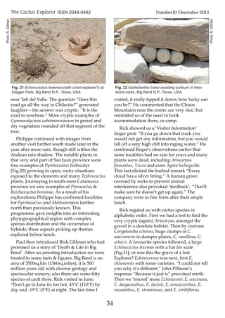 near Tafi del Valle. The question “Does this
road go all the way to Chilecito?” generated
laughter – the answer was cryptic: “It is the
road to nowhere.” More cryptic examples of
Gymnocalycium uebelmannianum in gravel and
dry vegetation rounded off that segment of the
tour.
Philippe continued with images from
another visit further south made later in the
year after more rain, though still within the
Andean rain shadow. The notable plants in
that very arid part of San Juan province were
fine examples of Pyrrhocactus bulbocalyx
[Fig.20] growing in open, rocky situations
exposed to the elements and many Tephrocactus
plants. Journeying to south-west Catamarca
province we saw examples of Pterocactus &
Reicheocactus bonnieae. As a result of his
explorations Philippe has confirmed localities
for Pyrrhocactus and Maihueniopsis further
north than previously known. This
programme gave insights into an interesting
phytogeographical region with complex
species distribution and the occurrence of
hybrids; these aspects picking up themes
explored before lunch.
Paul then introduced Rick Gillman who had
promised us a story of ‘Death & Life in Big
Bend’. After an arresting introduction we were
treated to some facts & figures. Big Bend is an
area of 3500sq.km (1360sq.miles); it is 500
million years old with diverse geology and
spectacular scenery; also there are some fifty
species of cacti there. Rick visited in June:
“Don’t go in June its too hot, 43°C (110°F) by
day and -15°C (5°F) at night. The last time I
visited, it really tipped it down; how lucky can
you be?” He commented that the Chisos
Mountains near the centre are very nice, but
reminded us of the need to book
accommodation there, or camp.
Rick showed us a ‘Visitor Information’
finger post: “If you go down that track you
would not get any information, but you would
fall off a very high cliff into raging water.” He
confirmed Roger’s observations earlier that
some localities had no rain for years and many
plants were dead, including Ariocarpus
fissuratus, Yucca and even Agave lechuguilla.
This fact elicited the barbed remark “Every
cloud has a silver lining.” A human grave
covered by rocks to prevent animal
interference also provoked ‘feedback’: “That’ll
make sure he doesn’t get up again.” The
company were in fine form after their ample
lunch.
Rick regaled us with cactus species in
alphabetic order. First we had a test to find the
very cryptic (again) Ariocarpus amongst the
gravel in a desolate habitat. Then by contrast
Coryphantha echinus, huge clumps of C.
macromeris in damper places, C. ramillosa, C.
scheeri. A favourite species followed, a large
Echinocactus texensis with a hat for scale
[Fig.21], or was this the grave of a lost
Explorer? Echinocereus was next, first E.
chisosensis with some varieties. “I could not tell
you why it’s different.” John Pilbeam’s
response “Because it just is” provoked mirth.
Then we ‘toured’ more Echinocerei: E. coccineus,
E. dasyacanthus, E. davisii, E. enneacanthus, E.
russanthus, E. stramineus, and E. viridiflorus.
34
The Cactus Explorer ISSN 2048-0482 Number10 December 2013
Fig. 21 Echinocactus texensis (with a lost explorer?) at
Dagger Flats, Big Bend N.P., Texas, USA
Fig. 22 Epithelantha bokei avoiding sunburn in lime-
stone rocks, Big Bend N.P., Texas, USA
Photo:R.Gillman
Photo:R.Gillman
 