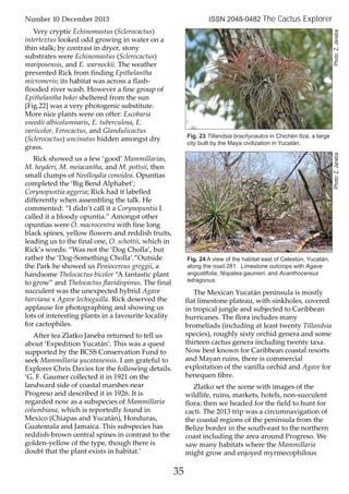 Very cryptic Echinomastus (Sclerocactus)
intertextus looked odd growing in water on a
thin stalk; by contrast in dryer, stony
substrates were Echinomastus (Sclerocactus)
mariposensis, and E. warnockii. The weather
prevented Rick from finding Epithelantha
micromeris; its habitat was across a flash-
flooded river wash. However a fine group of
Epithelantha bokei sheltered from the sun
[Fig.22] was a very photogenic substitute.
More nice plants were on offer: Escobaria
sneedii albicolumnaris, E. tuberculosa, E.
variicolor, Ferocactus, and Glandulicactus
(Sclerocactus) uncinatus hidden amongst dry
grass.
Rick showed us a few ‘good’ Mammillarias,
M. heyderi, M. meiacantha, and M. pottsii, then
small clumps of Neolloydia conoidea. Opuntias
completed the ‘Big Bend Alphabet’;
Corynopuntia aggeria; Rick had it labelled
differently when assembling the talk. He
commented: “I didn’t call it a Corynopuntia I
called it a bloody opuntia.” Amongst other
opuntias were O. macrocentra with fine long
black spines, yellow flowers and reddish fruits,
leading us to the final one, O. schottii, which in
Rick’s words: “Was not the ‘Dog Cholla’, but
rather the ‘Dog-Something Cholla’.”Outside
the Park he showed us Peniocereus greggii, a
handsome Thelocactus bicolor “A fantastic plant
to grow” and Thelocactus flavidispinus. The final
succulent was the unexpected hybrid Agave
harviana x Agave lechuguilla. Rick deserved the
applause for photographing and showing us
lots of interesting plants in a favourite locality
for cactophiles.
After tea Zlatko Janeba returned to tell us
about ‘Expedition Yucatán’. This was a quest
supported by the BCSS Conservation Fund to
seek Mammillaria yucatanensis. I am grateful to
Explorer Chris Davies for the following details.
‘G. F. Gaumer collected it in 1921 on the
landward side of coastal marshes near
Progreso and described it in 1926. It is
regarded now as a subspecies of Mammillaria
columbiana, which is reportedly found in
Mexico (Chiapas and Yucatán), Honduras,
Guatemala and Jamaica. This subspecies has
reddish-brown central spines in contrast to the
golden-yellow of the type, though there is
doubt that the plant exists in habitat.’
The Mexican Yucatán peninsula is mostly
flat limestone plateau, with sinkholes, covered
in tropical jungle and subjected to Caribbean
hurricanes. The flora includes many
bromeliads (including at least twenty Tillandsia
species), roughly sixty orchid genera and some
thirteen cactus genera including twenty taxa.
Now best known for Caribbean coastal resorts
and Mayan ruins, there is commercial
exploitation of the vanilla orchid and Agave for
henequen fibre.
Zlatko set the scene with images of the
wildlife, ruins, markets, hotels, non-succulent
flora; then we headed for the field to hunt for
cacti. The 2013 trip was a circumnavigation of
the coastal regions of the peninsula from the
Belize border in the south-east to the northern
coast including the area around Progreso. We
saw many habitats where the Mammillaria
might grow and enjoyed myrmecophilous
35
Number 10 December 2013 ISSN 2048-0482 The Cactus Explorer
Fig. 23 Tillandsia brachycaulos in Chichén Itzá, a large
city built by the Maya civilization in Yucatán.
Fig. 24 A view of the habitat east of Celestún, Yucatán,
along the road 281. Limestone outcrops with Agave
angustifolia, Nopalea gaumeri, and Acanthocereus
tetragonus.
Photo:Z.JanebaPhoto:Z.Janeba
 