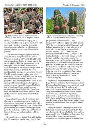 orchids, Tillandsia brachycaulos [Fig.23] –
widely available, easy to grow and flower with
your cacti – another colourful bromeliad
Bromelia pinguin, also the cacti Pilosocereus
gaumeri, Nopalea gaumeri and Mammillaria
gaumeri.
Zlatko showed a typical open-woodland,
coastal habitat along the road 281 east of
Celestún in north-west Yucatán [Fig.24] with
many succulents. But there was no sign of the
target species: “Has the ‘yucatanensis’ been
destroyed by hurricanes?” Certainly the
coastal mangroves have been damaged both by
hurricanes and development. We saw a
number of nice clumps of Mammillaria gaumeri
[Fig.25] growing under bushes (and often
completely covered by fallen leaves), but many
of those are threatened by construction
projects. These have been serious losses in the
ecology of the coastal regions, though one
conspicuous survivor of the coastal habitats
(up to now) was Stenocereus aff. griseus
(according to the NCL) [Fig.26]. There have
been some efforts to establish reserves and
study areas, but these are quite limited at
present.
So, perhaps the quest will continue since
Zlatko and his colleagues found no plants of
Mammillaria yucatanensis in habitat; indeed it is
rare even in specialist collections. His excellent
photography and eye for interesting subjects
gave the audience a feel for places that many
tourists do not see and cactophiles seldom
visit.
Regular Explorers Aldo & Daina Delladdio
[Fig.27] were welcomed warmly to give their
programme ‘April in Mexico’. Their
introductory slide was a play on a film poster:
‘2013 the year a small group of Mexicans and
Italians set out on the greatest adventure of
them all … to see if there is Mammillaria
marcosii beyond Xichú’. Their long and
tortuous route ventured into Coahuila to the
north, Zacatecas to the west, Nuevo Leon to
the east and Queretaro in the south. They
journeyed to see old favourites and to find
new plants at a different time of the year from
previous explorations. No rain had fallen for
six months so we started with some very dry
Epithelantha and Pelecyphora; these were
followed by a new population of very clean
Echinocactus grusonii plants in a sheltered
canyon near San Rafael de las Tablas,
Zacatecas [Fig.28].
More wide landscape views included a
large Astrophytum myriostigma by grey rocks in
Durango, beautiful open expanses of soft sand
(deceptive without 4WD), and a newly-
described Escobaria in the deep white sand.
They revisited known sites to see more nice
Ancistrocactus, Ariocarpus, Coryphantha,
Echinomastus, Epithelantha and a fine 25cm
(10”) diameter Echinocactus horizonthalonius
near Rayones, where they also recorded one of
the few plants in bloom – an orange-flowered
Ferocactus.
Many mountains and canyons are hardly
botanised and amateurs can contribute; they
can also monitor known habitats. One such is a
gypsum cliff near Peña Blanca, Queretaro. The
weathered rocks are habitat to many
Strombocactus disciformis plants; however their
36
The Cactus Explorer ISSN 2048-0482 Number10 December 2013
Fig. 25 Mammillaria gaumeri is often completely
covered by fallen leaves. SE of Progreso, Yucatán.
Fig. 26 Flowering Stenocereus aff. griseus (according
to the NCL) near Dzilam de Bravo, Yucatán.
Photo:Z.Janeba
Photo:Z.Janeba
 