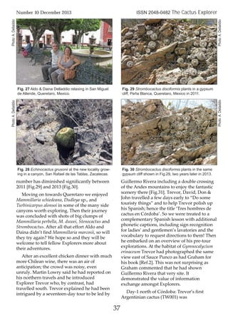number has diminished significantly between
2011 [Fig.29] and 2013 [Fig.30].
Moving on towards Queretaro we enjoyed
Mammillaria schiedeana, Dudleya sp., and
Turbinicarpus alonsoi in some of the many side
canyons worth exploring. Then their journey
was concluded with shots of big clumps of
Mammillaria perbella, M. duwei, Stenocactus and
Strombocactus. After all that effort Aldo and
Daina didn’t find Mammillaria marcosii, so will
they try again? We hope so and they will be
welcome to tell fellow Explorers more about
their adventures.
After an excellent chicken dinner with much
more Chilean wine, there was an air of
anticipation; the crowd was noisy, even
unruly. Martin Lowry said he had reported on
his northern travels and he introduced
Explorer Trevor who, by contrast, had
travelled south. Trevor explained he had been
intrigued by a seventeen-day tour to be led by
Guillermo Rivera including a double crossing
of the Andes mountains to enjoy the fantastic
scenery there [Fig.31]. Trevor, David, Don &
John travelled a few days early to “Do some
touristy things” and to help Trevor polish up
his Spanish; hence the title ‘Tres hombres de
cactus en Córdoba’. So we were treated to a
complementary Spanish lesson with additional
phonetic captions, including sign recognition
for ladies’ and gentlemen’s lavatories and the
vocabulary to request directions to them! Then
he embarked on an overview of his pre-tour
explorations. At the habitat of Gymnocalycium
erinaceum Trevor had photographed the same
view east of Sauce Punco as had Graham for
his book [Ref.2]. This was not surprising as
Graham commented that he had shown
Guillermo Rivera that very site. It
demonstrated the value of information
exchange amongst Explorers.
Day-1 north of Córdoba: Trevor’s first
Argentinian cactus (TW001) was
37
Number 10 December 2013 ISSN 2048-0482 The Cactus Explorer
Fig. 29 Strombocactus disciformis plants in a gypsum
cliff, Peña Blanca, Queretaro, Mexico in 2011.
Fig. 30 Strombocactus disciformis plants in the same
gypsum cliff shown in Fig.29, two years later in 2013.
Fig. 27 Aldo & Daina Delladdio relaxing in San Miguel
de Allende, Queretaro, Mexico.
Fig. 28 Echinocactus grusonii at the new locality grow-
ing in a canyon, San Rafael de las Tablas, Zacatecas.
Photo:A.Delladdio
Photo:A.DelladdioPhoto:A.Delladdio
Photo:A.Delladdio
 