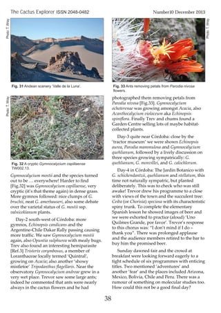 38
The Cactus Explorer ISSN 2048-0482 Number10 December 2013
Gymnocalycium mostii and the species turned
out to be … everywhere! Harder to find
[Fig.32] was Gymnocalycium capillaense, very
cryptic (it’s that theme again) in dense grass.
More gymnos followed: nice clumps of G.
bruchii, neat G. amerhauseri, also some debate
over the varietal status of G. mostii ssp.
valnicekianum plants.
Day-2 south-west of Córdoba: more
gymnos, Echinopsis candicans and the
Argentine-Chile Dakar Rally passing causing
more traffic. We saw Gymnocalycium mostii
again, also Opuntia sulphurea with mealy bugs.
Trev also found an interesting hemiparasite
[Ref.3] Tristerix corymbosus, a member of
Loranthaceae locally termed ‘Quintral’,
growing on Acacia; also another ‘showy
mistletoe’ Tripodanthus flagellaris. Near the
observatory Gymnocalycium andreae grew in a
very wet place. Trevor saw some large ants;
indeed he commented that ants were nearly
always in the cactus flowers and he had
photographed them removing petals from
Parodia nivosa [Fig.33]. Gymnocalycium
ochoterenae was growing amongst Acacia, also
Acanthocalycium violaceum aka Echinopsis
spiniflora. Finally Trev and chums found a
Garden Centre selling lots of maybe habitat-
collected plants.
Day-3 quite near Córdoba: close by the
‘tractor museum’ we were shown Echinopsis
aurea, Parodia mammulosa and Gymnocalycium
quehlianum, followed by a lively discussion on
three species growing sympatrically: G.
quehlianum, G. monvillei, and G. calochlorum.
Day-4 in Córdoba: The Jardin Botanico with
G. schickendantzii, quehlianum and stellatum, this
time not naturally sympatric, but planted
deliberately. This was to check who was still
awake! Trevor drew his programme to a close
with views of the town and the succulent tree:
Ceiba (or Chorisia) speciosa with its characteristic
spiny trunk. To complete the elementary
Spanish lesson he showed images of beer and
we were exhorted to practice (aloud) ‘Uno
Quilmes Grande, por favor’. Trevor’s response
to this chorus was: “I don’t mind if I do –
thank you”. There was prolonged applause
and the audience members retired to the bar to
buy him the promised beer.
Sunday dawned fair and the crowd at
breakfast were looking forward eagerly to a
tight schedule of six programmes with enticing
titles. Two mentioned ‘adventures’ and
another ‘fear’ and the places included Arizona,
Mexico, Bolivia, Chile and Peru. There was a
rumour of something on molecular studies too.
How could this not be a good final day?
Fig. 31 Andean scenery ‘Valle de la Luna’. Fig. 33 Ants removing petals from Parodia nivosa
flowers.
Fig. 32 A cryptic Gymnocalycium capillaense
TW002.13.
Photo:T.Wray
Photo:T.Wray
Photo:T.Wray
 