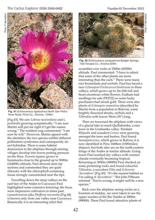 [Fig.43]. We saw Lobivia maximiliana and L.
pentlandii growing sympatrically: “I am sure
Martin will put me right if I get the names
wrong.” The resident wag commented: “I am
sure he will.” However, Martin agreed with
the identities; the two species exhibit different
pollination syndromes and consequently do
not hybridise. There is some habitat
destruction in the altiplano through mining;
villages develop into towns putting pressure
on the flora. Punotia lagopus grows in
hummocks close to the ground up to 5000m
(16400ft) altitude; Paul showed stem-tip
sections and commented they are quite
chlorotic with the chlorophyll-containing
tissue strongly concentrated near the tips.
Travelling down the steep valleys on the
east face of the Andes to Cuyocuyo Paul
highlighted some extensive terracing; the Incas
were impressive cultivators in times past.
Lymanbensonia (aka Pfeiffera) micrantha [Fig.44]
is known only from one valley near Cuyocuyo.
Botanically it is an interesting relict that
scrambles over rocks at 2500m (8200ft)
altitude. Paul commented: “I have to admit
that some of the other plants are more
interesting than the cacti.” There were many
nice bromeliads and orchids. Paul has found a
new Echinopsis/Trichocereus/Soehrensia in three
valleys, which grows up to 2m (6ft) tall and
bears enormous white flowers. Graham had
seedlings for sale (PH722) so some lucky
purchasers had struck gold. There were also
plants of Echinopsis serpentina (described by
Martin from a population in Bolivia), some
brightly flowered shrubs, orchids and a
Tillandsia with leaves 50cm (18”) long.
Then we traversed the altiplano with views
of a glacial lake to reach Quillabamba, a nice
town in the Urubamba valley. Pendant
Rhipsalis and scandent Cereus were growing
amongst the trees and bushes. Paul found
Samaipaticereus, which grows in Bolivia; it is
now identified in Peru 1600km (1000miles)
disjunct, but both sites are on the north-eastern
fringe of the Andes at similar altitude. Going
lower Paul reached dry valleys with warmer
climate eventually becoming tropical.
Returning to 3000m (9800ft) Paul checked on
some promising rocks and found colourful
Tillandsia, a succulent Pilea and Echeveria
‘decumbens’ [Fig.45]: “It’s the nearest habitat so
I’m calling it ‘decumbens’.” But John Pilbeam
retorted: “You’re wrong; it might well be a new
species.”
Back over the altiplano seeing icicles on a
fountain at midday, we were taken to see the
upper reaches of the Rio Tambo at 3000m
(9800ft). There Paul found attractive plants of
42
The Cactus Explorer ISSN 2048-0482 Number10 December 2013
Fig. 41 Echinocereus rigidissimus North San Pedro
River Road, Pima Co., Arizona, 1248m.
Fig. 42 Echinocereus yavapaiensis Badger Springs
Trail,Yavapai Co., Arizona 929m.
Photo:P.Berresford
Photo:P.Berresford
 