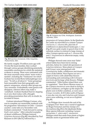 44
The Cactus Explorer ISSN 2048-0482 Number10 December 2013
the family roughly 35 million years ago with
Pereskia the basal member, then worked
through various groups identifying potentially
reasonable conclusions for which the statistical
evidence is strong. These were contrasted with
the more uncertain areas where ‘more work is
needed’, including the ‘Trichocerei’ for which
Graham has invited Boris Schlumpberger next
year: “To tell us all about it.” Some groupings
look reasonable from their geography and
generic uniqueness, whereas other groups are
very uncertain. Undoubtedly some genera will
disappear, whereas others may make a
‘comeback’. Graham thanked Paul for stepping
in at very short notice with a thought-
provoking presentation that will, no doubt, be
revisited in future.
Graham introduced Philippe Corman, who
was to complete our memorable weekend with
his programme ‘Adventures in Chile – Copiapoa
country’; some tales of a November visit.
Graham commented: “I look forward to seeing
God’s own cactus.” After colourful examples
of desert wildflowers Philippe featured
Eulychnia chorosensis [Fig.46], described by Paul
Klaassen in 2011 [Ref.5], followed by a
procession of Copiapoa plants. In the Quebrada
de Castile we marvelled at a cristate Copiapoa
cinerascens, C. columna-alba, plus lots of
wildflowers in alpine/desert landscapes. C. laui
[Fig.47] was quite cryptic in gravel close to the
substrate surface in contrast to large clumps of
other Copiapoa species such as C. columna-alba
and C. longistaminea in otherwise empty, rocky
landscapes.
Philippe showed some areas near Taltal
where habits have been lost to mining
activities, before he visited old specimens of
Eulychnia taltalensis. More plants of Copiapoa
and Eriosyce were interspersed with
Cumulopuntia, bulbs, wildflowers and dramatic
views of the habitat. Near Paposo we saw a
carpet of Nolana with cobalt-blue flowers
surrounding and contrasting with Echinopsis
deserticola and its large white flowers. Philippe
commented: “100m further inland there was
no vegetation.” Near Morro Moreno many of
the Copiapoa atacamensis were dead or dying in
harsh conditions, yet higher up the slopes the
plants were in better condition, as were some
Eriosyce recondita. At El Cobre north of Paposo
it was also very dry and Eulychnia and Copiapoa
solaris were suffering, as was an ex-Explorer
[Fig.48].
As Philippe drew towards the end of his
‘Copiapoa Tour’ there was a round of applause
for Roger Ferryman and fine clumps of C.
ahremephiana [fig.49] in the Quebrada Botija.
More species followed, including Copiapoa
variispinata, C. solaris and C. atacamensis.
Philippe noted that seeds from plants at higher
altitudes seems to germinate better and
Fig. 46 Eulychnia chorosensis, Chile, Coquimbo,
Punta Choros, 50m.
Fig. 47 Copiapoa laui Chile, Antofagasta, Quebrada
Guanillos, 200m.
Photo:P.Corman
Photo:P.Corman
 