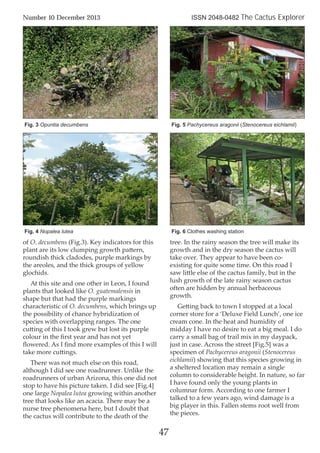 of O. decumbens (Fig.3). Key indicators for this
plant are its low clumping growth pattern,
roundish thick cladodes, purple markings by
the areoles, and the thick groups of yellow
glochids.
At this site and one other in Leon, I found
plants that looked like O. guatemalensis in
shape but that had the purple markings
characteristic of O. decumbens, which brings up
the possibility of chance hybridization of
species with overlapping ranges. The one
cutting of this I took grew but lost its purple
colour in the ﬁrst year and has not yet
ﬂowered. As I ﬁnd more examples of this I will
take more cuttings.
There was not much else on this road,
although I did see one roadrunner. Unlike the
roadrunners of urban Arizona, this one did not
stop to have his picture taken. I did see [Fig.4]
one large Nopalea lutea growing within another
tree that looks like an acacia. There may be a
nurse tree phenomena here, but I doubt that
the cactus will contribute to the death of the
tree. In the rainy season the tree will make its
growth and in the dry season the cactus will
take over. They appear to have been co-
existing for quite some time. On this road I
saw little else of the cactus family, but in the
lush growth of the late rainy season cactus
often are hidden by annual herbaceous
growth.
Getting back to town I stopped at a local
corner store for a ‘Deluxe Field Lunch’, one ice
cream cone. In the heat and humidity of
midday I have no desire to eat a big meal. I do
carry a small bag of trail mix in my daypack,
just in case. Across the street [Fig.5] was a
specimen of Pachycereus aragonii (Stenocereus
eichlamii) showing that this species growing in
a sheltered location may remain a single
column to considerable height. In nature, so far
I have found only the young plants in
columnar form. According to one farmer I
talked to a few years ago, wind damage is a
big player in this. Fallen stems root well from
the pieces.
47
Number 10 December 2013 ISSN 2048-0482 The Cactus Explorer
Fig. 4 Nopalea lutea Fig. 6 Clothes washing station
Fig. 3 Opuntia decumbens Fig. 5 Pachycereus aragonii (Stenocereus eichlamii)
 