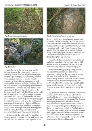Next I went to the parking area for Deer
Refuge, passing the community clothes
washing station that has all-year water piped
in from upstream [Fig.6]. Like many reserves
in Nicaragua, this one is mostly private
property with multi-use management and
some public features built in. Passing a thicket
of Acanthocereus tetragonus [Fig.7] in the shade
of small trees I worked my way up to a very
special spot. There is a pool of water at the
base of a small waterfall [Fig.8] and to the right
of it is a group of petroglyphs depicting deer
and monkeys [Fig.9]. It seems to be the trend
in Nicaragua to carefully paint the petroglyphs
to make them more visible to the public and
encourage interest, an act that would be an
anathema to many ﬁrst world archeologists.
Sadly, these monkeys and deer are long gone
from the area, but they were obviously
important to the pre-Hispanic inhabitants.
At this point, the trail ends for me. Once in
the dry season I crawled up the rock face to get
around the falls, but this time of year it is too
slippery and I have found easier ways to get
upstream. While sitting by the falls for a break,
I noticed almost directly above me on the cliﬀ
were a number of split leaf Philodendron, which
I associate with epiphyllums because they
seem to like the same micro habitat. I don’t
really expect epiphyllums at this elevation but
I will make another addition to the list of
things to explore up-canyon.
I went back down to Sebaco, found a hotel
and showered. Later I went for a ride to Old
Sebaco, where across from the old church I
found a living fence of Pachycereus [Fig.10].
The next morning I got up fairly early to
explore in the comparative cool of the
morning. I started up the canyon and turned
left on a side trail that I had found on a
previous trip to a dirt road that leads to some
Pachycereus and Mammillaria growing on a
rocky hillside with a sunny exposure [Fig.11].
Some small examples of O. decumbens and
Peniocereus hirschtianus were found along the
way
Fig.12 shows a mature clump of Mammillaria
karwinskiana with ﬂower buds which look
identical to ﬂowers I saw on similar plants in
Somoto Canyon several years ago. The ﬂowers
were light yellow with what I would call
reddish-brown longitudinal stripes. A quick
study of this plant’s spines in Fig.13 seems to
show 1 central spine with 6 or 7 radial spines.
The spines are mostly white with some dark or
dark tipped. Wool is present and there is one
red fruit visible. If M. voburnensis (and/or M.
echlamii) is now considered a subspecies of M.
karwinskiana, this should provide
48
The Cactus Explorer ISSN 2048-0482 Number10 December 2013
Fig. 8 Waterfall
Fig. 9 Petroglyphs of monkeys and deerFig. 7 Acanthocereus tetragonus
 