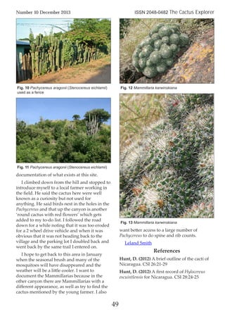 documentation of what exists at this site.
I climbed down from the hill and stopped to
introduce myself to a local farmer working in
the ﬁeld. He said the cactus here were well
known as a curiosity but not used for
anything. He said birds nest in the holes in the
Pachycereus and that up the canyon is another
‘round cactus with red ﬂowers’ which gets
added to my to-do list. I followed the road
down for a while noting that it was too eroded
for a 2 wheel drive vehicle and when it was
obvious that it was not heading back to the
village and the parking lot I doubled back and
went back by the same trail I entered on.
I hope to get back to this area in January
when the seasonal brush and many of the
mosquitoes will have disappeared and the
weather will be a little cooler. I want to
document the Mammillarias because in the
other canyon there are Mammillarias with a
diﬀerent appearance, as well as try to ﬁnd the
cactus mentioned by the young farmer. I also
want better access to a large number of
Pachycereus to do spine and rib counts.
Leland Smith
References
Hunt, D. (2012) A brief outline of the cacti of
Nicaragua. CSI 26:21-29
Hunt, D. (2012) A ﬁrst record of Hylocereus
escuintlensis for Nicaragua. CSI 28:24-25
49
Number 10 December 2013 ISSN 2048-0482 The Cactus Explorer
Fig. 10 Pachycereus aragonii (Stenocereus eichlamii)
used as a fence
Fig. 12 Mammillaria karwinskiana
Fig. 13 Mammillaria karwinskiana
Fig. 11 Pachycereus aragonii (Stenocereus eichlamii)
 