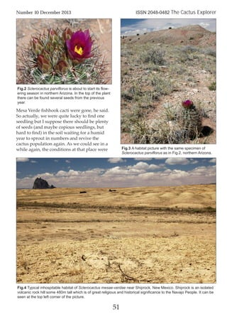 Mesa Verde ﬁshhook cacti were gone, he said.
So actually, we were quite lucky to ﬁnd one
seedling but I suppose there should be plenty
of seeds (and maybe copious seedlings, but
hard to ﬁnd) in the soil waiting for a humid
year to sprout in numbers and revive the
cactus population again. As we could see in a
while again, the conditions at that place were
51
Number 10 December 2013 ISSN 2048-0482 The Cactus Explorer
Fig.2 Sclerocactus parviflorus is about to start its flow-
ering season in northern Arizona. In the top of the plant
there can be found several seeds from the previous
year.
Fig.3 A habitat picture with the same specimen of
Sclerocactus parviflorus as in Fig.2, northern Arizona.
Fig.4 Typical inhospitable habitat of Sclerocactus mesae-verdae near Shiprock, New Mexico. Shiprock is an isolated
volcanic rock hill some 480m tall which is of great religious and historical significance to the Navajo People. It can be
seen at the top left corner of the picture.
 