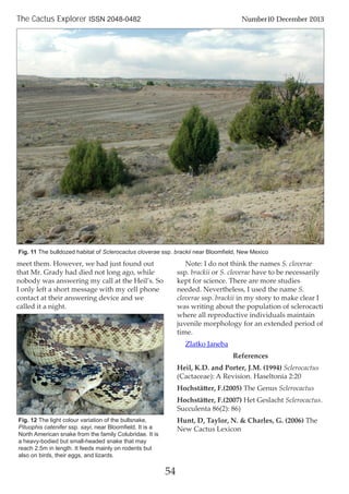 meet them. However, we had just found out
that Mr. Grady had died not long ago, while
nobody was answering my call at the Heil’s. So
I only left a short message with my cell phone
contact at their answering device and we
called it a night.
Note: I do not think the names S. cloverae
ssp. brackii or S. cloverae have to be necessarily
kept for science. There are more studies
needed. Nevertheless, I used the name S.
cloverae ssp. brackii in my story to make clear I
was writing about the population of sclerocacti
where all reproductive individuals maintain
juvenile morphology for an extended period of
time.
Zlatko Janeba
References
Heil, K.D. and Porter, J.M. (1994) Sclerocactus
(Cactaceae): A Revision. Haseltonia 2:20
Hochstätter, F.(2005) The Genus Sclerocactus
Hochstätter, F.(2007) Het Geslacht Sclerocactus.
Succulenta 86(2): 86)
Hunt, D, Taylor, N. & Charles, G. (2006) The
New Cactus Lexicon
54
The Cactus Explorer ISSN 2048-0482 Number10 December 2013
Fig. 11 The bulldozed habitat of Sclerocactus cloverae ssp. brackii near Bloomfield, New Mexico
Fig. 12 The light colour variation of the bullsnake,
Pituophis catenifer ssp. sayi, near Bloomfield. It is a
North American snake from the family Colubridae. It is
a heavy-bodied but small-headed snake that may
reach 2.5m in length. It feeds mainly on rodents but
also on birds, their eggs, and lizards.
 