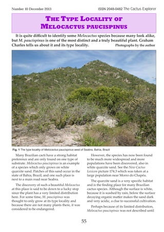Many Brazilian cacti have a strong habitat
preference and are only found on one type of
substrate. Melocactus paucispinus is an example
of a species which only grows on white
quarzite sand. Patches of this sand occur in the
state of Bahia, Brazil, and one such place is
next to a main road near Seabra.
The discovery of such a beautiful Melocactus
at this place is said to be down to a lucky stop
since the plant has a very limited distribution
here. For some time, M. paucispinus was
thought to only grow at its type locality and
because there are not many plants there, it was
considered to be endangered.
However, the species has now been found
to be much more widespread and more
populations have been discovered, also in
white quarzite sand. See the New Cactus
Lexicon picture 174.3 which was taken at a
large population near Morro do Chapéu.
The quarzite sand is a very speciﬁc habitat
and is the ﬁnding place for many Brazilian
cactus species. Although the surface is white,
because it is washed by rain, below the surface
decaying organic matter makes the sand dark
and very acidic, a clue to successful cultivation.
Perhaps because of its limited distribution,
Melocactus paucispinus was not described until
55
Number 10 December 2013 ISSN 2048-0482 The Cactus Explorer
Fig. 1 The type locality of Melocactus paucispinus west of Seabra, Bahia, Brazil
THE TYPE LOCALITY OF
MELOCACTUS PAUCISPINUS
It is quite diﬃcult to identify some Melocactus species because many look alike,
but M. paucispinus is one of the most distinct and a truly beautiful plant. Graham
Charles tells us about it and its type locality. Photographs by the author
 