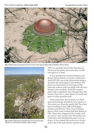 1983. It is probable that neither Buining nor
Horst saw this plant, else surely they would
have given it a name.
It was described by Gerhard Heimen and
Rainer Paul in Kakteen und andere Sukkulenten
34(10):227-229, one of the illustrations being a
dramatic line drawing by Carla Wolters. The
plant was discovered on 21st August 1981
when the authors were travelling with Hovens,
Strecker and van Heek. Until they found a
plant with a cephalium, they thought they had
found a Discocactus, some species of which also
grow in white quarzite sand.
Three years later, also in KuaS, van Heek
and van Kriekinge described a new species of
Micranthocereus from the nearby hill. They had
been travelling in July 1985 with Köpper,
Heimen and Strecker. They were revisiting
places where some of them had been before in
1981. When they stopped at the locality of M.
paucispinus, they found a new Micranthocereus
which they only identiﬁed because it was in
ﬂower. It was named Micranthocereus streckeri
and is one of the most distinct species in the
56
The Cactus Explorer ISSN 2048-0482 Number10 December 2013
Fig. 2 Melocactus paucispinus GC1013.03 at the type locality west of Seabra, Bahia, Brazil
Fig. 3 Micranthocereus streckeri GC1013.04 at its type
locality on a hill west of Seabra, Bahia, Brazil
 