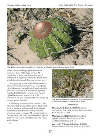 genus. The small bright pink ﬂowers are
similar to those of the type species, M.
polyanthus, but the plant has a true lateral
cephalium in a groove, unlike the bristly zone
which the other small-ﬂowered species have.
Also growing on the hill is Micranthocereus
(Austrocephalocereus) purpureus, a widespread
night-ﬂowering, bat-pollinated species which
also has a cephalium. It has been suggested
(Machado 2008) that M. streckeri is a natural
hybrid between M. purpureus and M.
polyanthus, an idea supported by this hill being
its only known habitat.
Cultivating Micranthocereus streckeri is the
same as other species of the genus. They need
an acid medium with as much warmth and
sunshine as possible with plenty of water
when growing. However, M. streckeri needs to
be larger than the other small-ﬂowered species
before it will bloom and it the only one I have
yet to ﬂower.
GC
References
Heimen, G. & Paul, R. (1983) Melocactus
paucispinus. Eine neue Art aus Bahia, Brasilien.
KuaS 34(10): 227-229
Machado, M. (2008) What is the role of
hybridization in the evolution of the
Cactaceae? Bradleya 26:1-18
van Heek, W & van Criekinge, L. (1986)
Micranthocereus streckeri. KuaS 37(5):102-105
57
Number 10 December 2013 ISSN 2048-0482 The Cactus Explorer
Fig. 4 Melocactus paucispinus GC1013.03 at the type locality west of Seabra, Bahia, Brazil
Fig. 5 Micranthocereus streckeri GC1013.04 at its type
locality on a hill west of Seabra, Bahia, Brazil
 