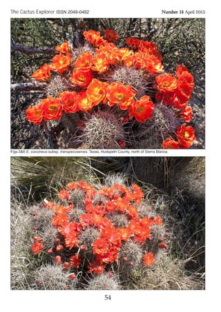 cactus wasserbillig Blue Flame Cactus