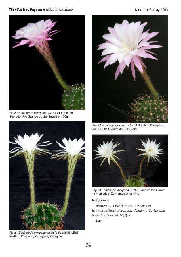 The New Cactus Lexicon Free The New Cactus Lexicon Free