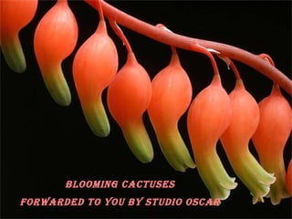 Blooming CaCtuses
Forwarded to you By studio osCar
 