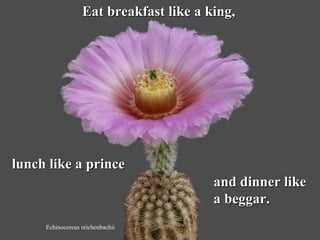 Echinocereus reichenbachii
Eat breakfast like a king,Eat breakfast like a king,
lunch like a princelunch like a prince
and dinner likeand dinner like
a beggar.a beggar.
 