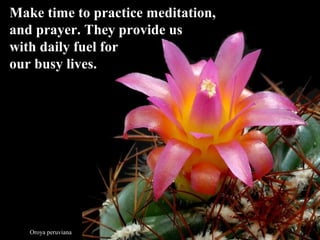 Oroya peruviana
Make time to practice meditation,Make time to practice meditation,
and prayer. They provide usand prayer. They provide us
with daily fuel forwith daily fuel for
our busy lives.our busy lives.
 