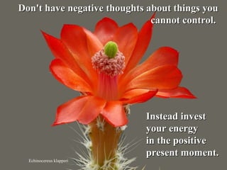 Echinocereus klapperi
Don't have negative thoughts about things youDon't have negative thoughts about things you
cannot control.cannot control.
Instead investInstead invest
your energyyour energy
in the positivein the positive
present moment.present moment.
 