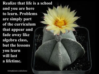 Astrophytum coahuilense
Realize that life is a schoolRealize that life is a school
and you are hereand you are here
to learn. Problemsto learn. Problems
are simply partare simply part
of the curriculumof the curriculum
that appear andthat appear and
fade away likefade away like
algebra class,algebra class,
but the lessonsbut the lessons
you learnyou learn
will lastwill last
a lifetime.a lifetime.
 