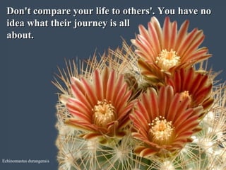 Echinomastus durangensis
Don't compare your life to others'. You have noDon't compare your life to others'. You have no
idea what their journey is allidea what their journey is all
about.about.
 