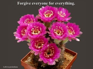 Lobivia peclardiana
Forgive everyone for everything.Forgive everyone for everything.
 