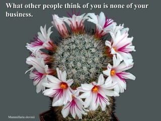 Mammillaria slevinii
What other people think of you is none of yourWhat other people think of you is none of your
business.business.
 