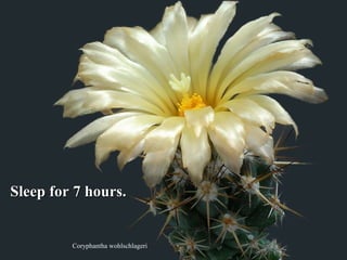 Coryphantha wohlschlageri
Sleep for 7 hours.Sleep for 7 hours.
 