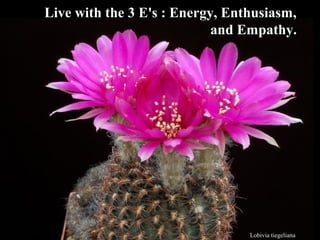 Lobivia tiegeliana
Live with the 3 E's : Energy, Enthusiasm,Live with the 3 E's : Energy, Enthusiasm,
and Empathy.and Empathy.
 