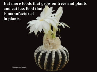 Discocactus horstii
Eat more foods that grow on trees and plantsEat more foods that grow on trees and plants
and eat less food thatand eat less food that
is manufacturedis manufactured
in plants.in plants.
 