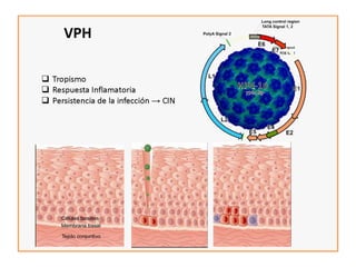 Cáncer cervicouterino. Patología Especial.