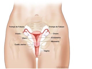 Cáncer cervicouterino. Patología Especial.