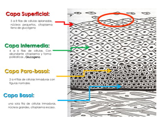 Cáncer cervicouterino. Patología Especial.