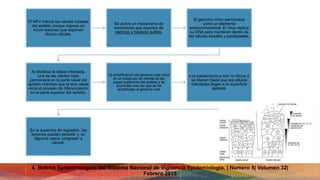 El HPV infecta las células basales
del epitelio porque ingresa en
micro-lesiones que exponen
dichas células.
Se activa un mecanismo de
endocitosis que requiere de
clatrinas y heparán sulfato.
El genoma vírico permanece
como un elemento
extracromosomal. El virus replica
su DNA para mantener dentro de
las células basales y parabasales.
Al dividirse la célula infectada,
una de las células hijas
permanece en la parte basal del
epitelio mientras que la otra célula
inicia el proceso de diferenciación
en la parte superior del epitelio.
La amplificación del genoma viral inicia
en un subgrupo de células de las
capas superiores del epitelio y se
acumulan una vez que se ha
amplificado el genoma viral
Los papilomavirus son no líticos y
se liberan hasta que las células
infectadas llegan a la superficie
epitelial.
En la ausencia de regresión, las
lesiones pueden persistir y, en
algunos casos, progresar a
cáncer.
4. Boletin Epidemiologico del Sistema Nacional de Vigilancia Epidemiologia. | Numero 5| Volumen 32|
Febrero 2015
 