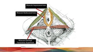 Músculo Isquiocavernoso
Músculo Bulbocavernoso
Músculo Perineal
Transverso Superficial
 