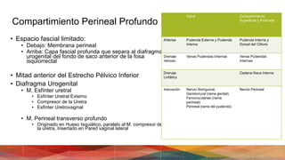 Compartimiento Perineal Profundo
• Espacio fascial limitado:
• Debajo: Membrana perineal
• Arriba: Capa fascial profunda que separa al diafragma
urogenital del fondo de saco anterior de la fosa
isquiorrectal
• Mitad anterior del Estrecho Pélvico Inferior
• Diafragma Urogenital
• M. Esfínter uretral
• Esfínter Uretral Externo
• Compresor de la Uretra
• Esfínter Uretrovaginal
• M. Perineal transverso profundo
• Originado en Hueso Isquiático, paralelo al M. compresor de
la uretra, Insertado en Pared vaginal lateral
Vulva Compartimiento
Superficial y Profundo
Arterias Pudenda Externa y Pudenda
Interna
Pudenda Interna y
Dorsal del Clítoris
Drenaje
Venoso
Venas Pudendas Internas Venas Pudendas
Internas
Drenaje
Linfático
Cadena Ilíaca Interna
Inervación Nervio Ilioinguinal,
Genitocrural (rama genital)
Femorocutáneo (rama
perineal)
Perineal (rama del pudendo)
Nervio Perineal
 