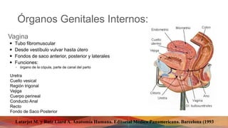 Órganos Genitales Internos:
 Tubo fibromuscular
 Desde vestíbulo vulvar hasta útero
 Fondos de saco anterior, posterior y laterales
 Funciones:
◦ órgano de la cópula, parte de canal del parto
Vagina
Uretra
Cuello vesical
Región trigonal
Vejiga
Cuerpo perineal
Conducto Anal
Recto
Fondo de Saco Posterior
Latarjet M. y Ruíz Liard A. Anatomía Humana. Editorial Médica Panamericana. Barcelona (1993
 