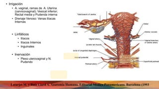 • Irrigación
• A. vaginal, ramas de A. Uterina
(cervicovaginal); Vesical inferior;
Rectal media y Pudenda interna
• Drenaje Venoso: Venas Ilíacas
Internas
• Linfáticos
• Ilíacos
• Ilíacos Internos
• Inguinales
• Inervación
• Plexo uterovaginal y N.
Pudendo
Latarjet M. y Ruíz Liard A. Anatomía Humana. Editorial Médica Panamericana. Barcelona (1993
 