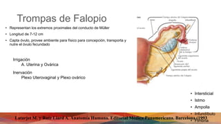Trompas de Falopio
• Representan los extremos proximales del conducto de Müller
• Longitud de 7-12 cm
• Capta óvulo, provee ambiente para físico para concepción, transporta y
nutre el óvulo fecundado
• Intersticial
• Istmo
• Ampolla
• Infundíbulo
• Fimbria
Irrigación
A. Uterina y Ovárica
Inervación
Plexo Uterovaginal y Plexo ovárico
Latarjet M. y Ruíz Liard A. Anatomía Humana. Editorial Médica Panamericana. Barcelona (1993
 