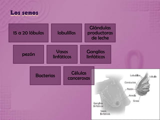 Los senos
15 a 20 lóbulos lobulillos
Glándulas
productoras
de leche
pezón Vasos
linfáticos
Ganglios
linfáticos
Bacterias Células
cancerosas
 