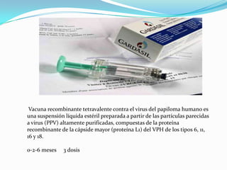 Vacuna recombinante tetravalente contra el virus del papiloma humano es
una suspensión líquida estéril preparada a partir de las partículas parecidas
a virus (PPV) altamente purificadas, compuestas de la proteína
recombinante de la cápside mayor (proteína L1) del VPH de los tipos 6, 11,
16 y 18.

0-2-6 meses    3 dosis
 