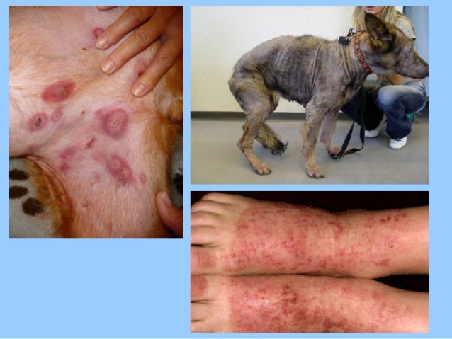 Allergic Dermatitis In Dogs Home Remedies Allergic Dermatitis In Dogs Home Remedies