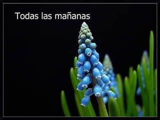 Todas las mañanas