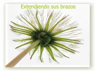 Extendiendo sus brazos