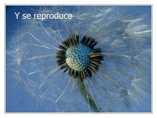 Y se reproduce