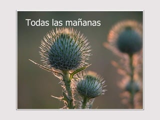 Todas las mañanas